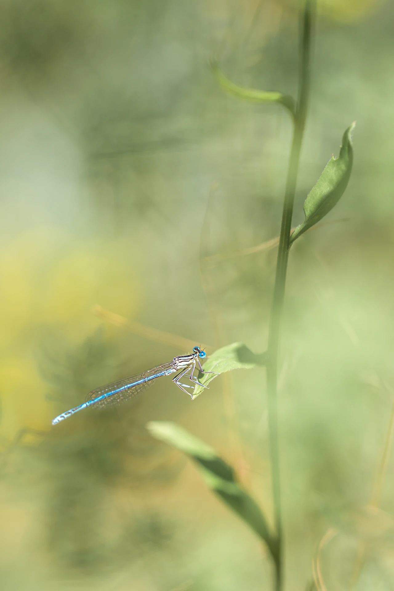 Connois_Emilie_Macro_AgrionALargesPattes_1920px