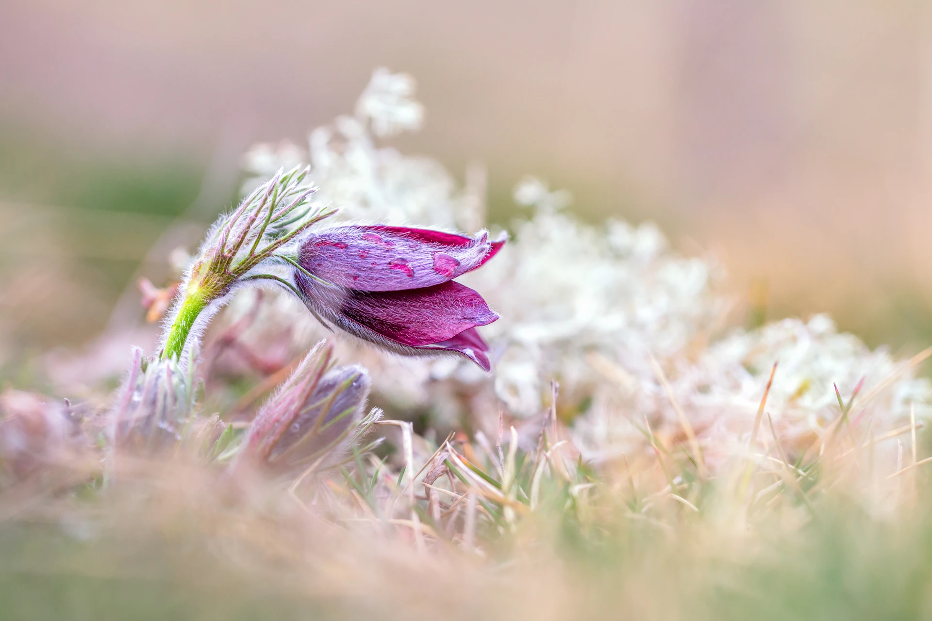 Connois_Emilie_Macro_AnemoneRubra_1920px