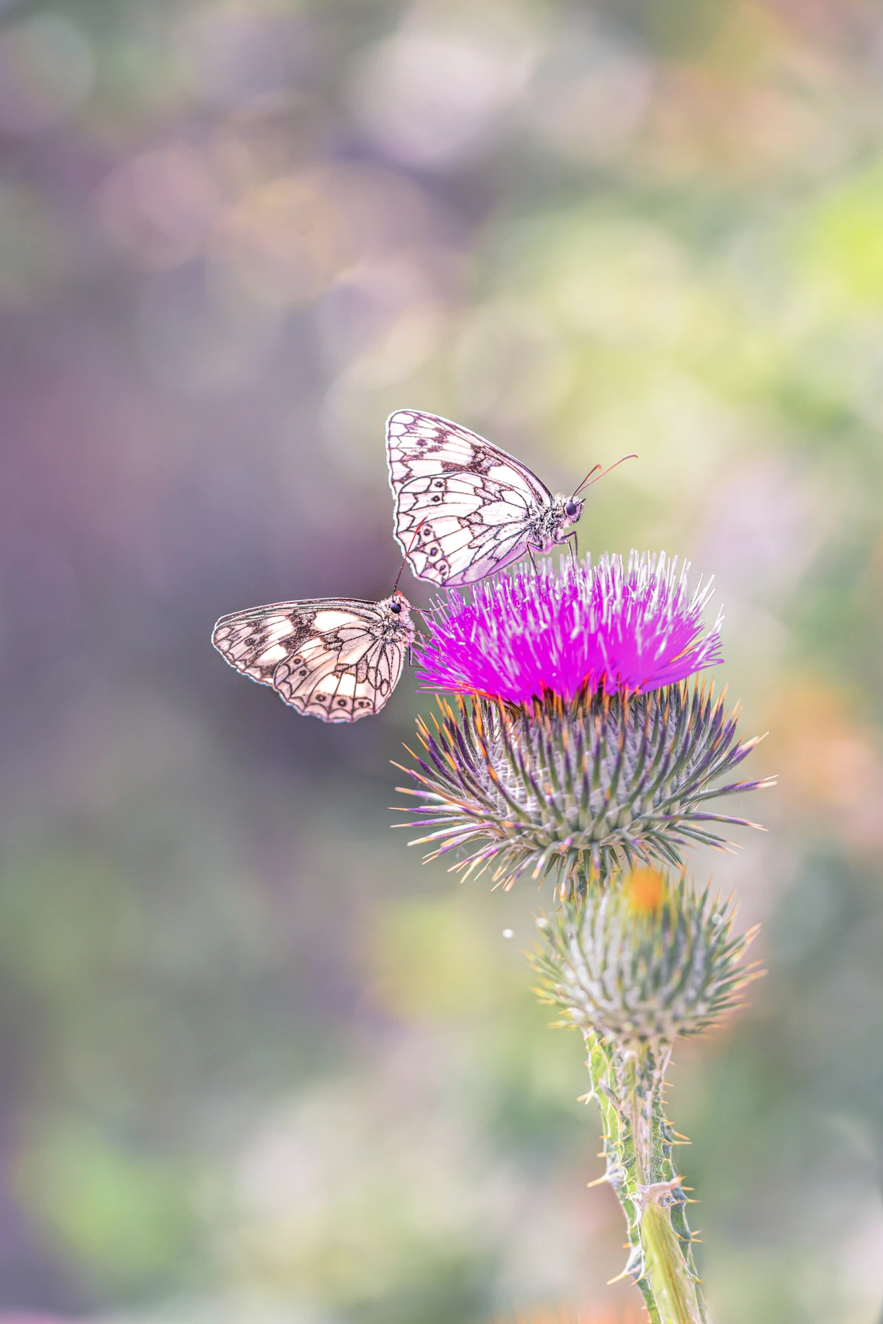 Connois_Emilie_Macro_DemiDeuil_1920px