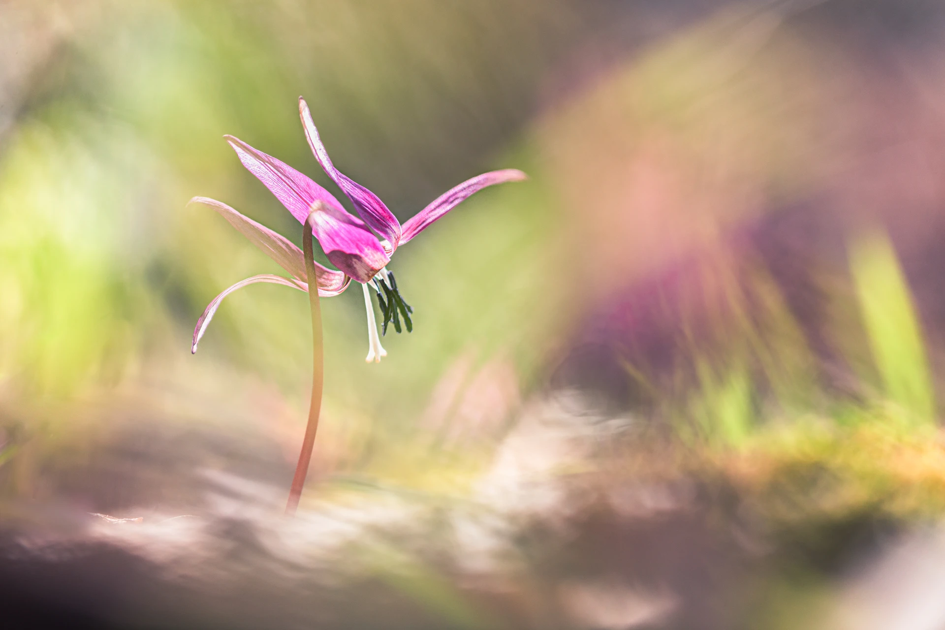 Connois_Emilie_Macro_Erythrone_1920px