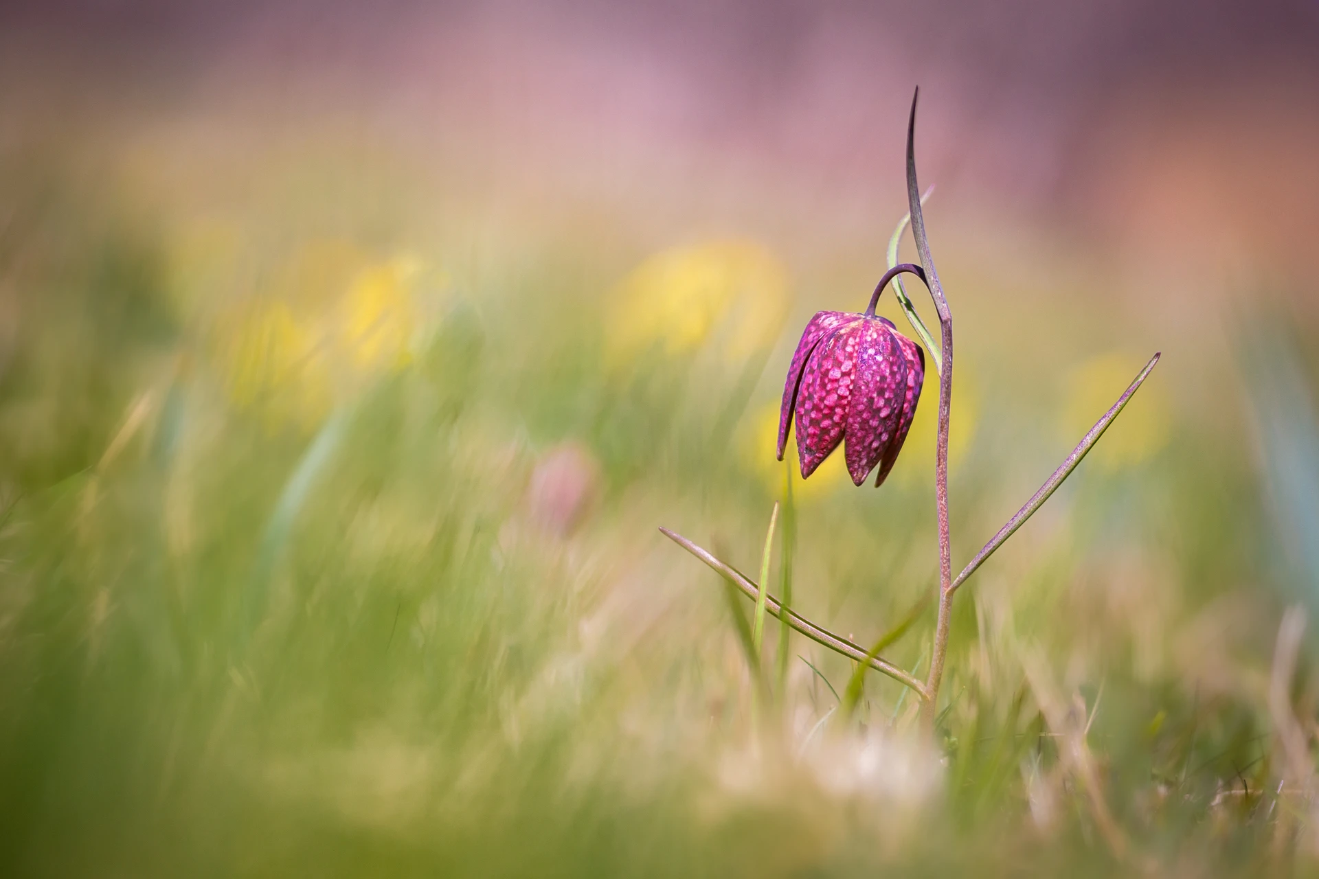 Connois_Emilie_Macro_FritillairePintade_1920px