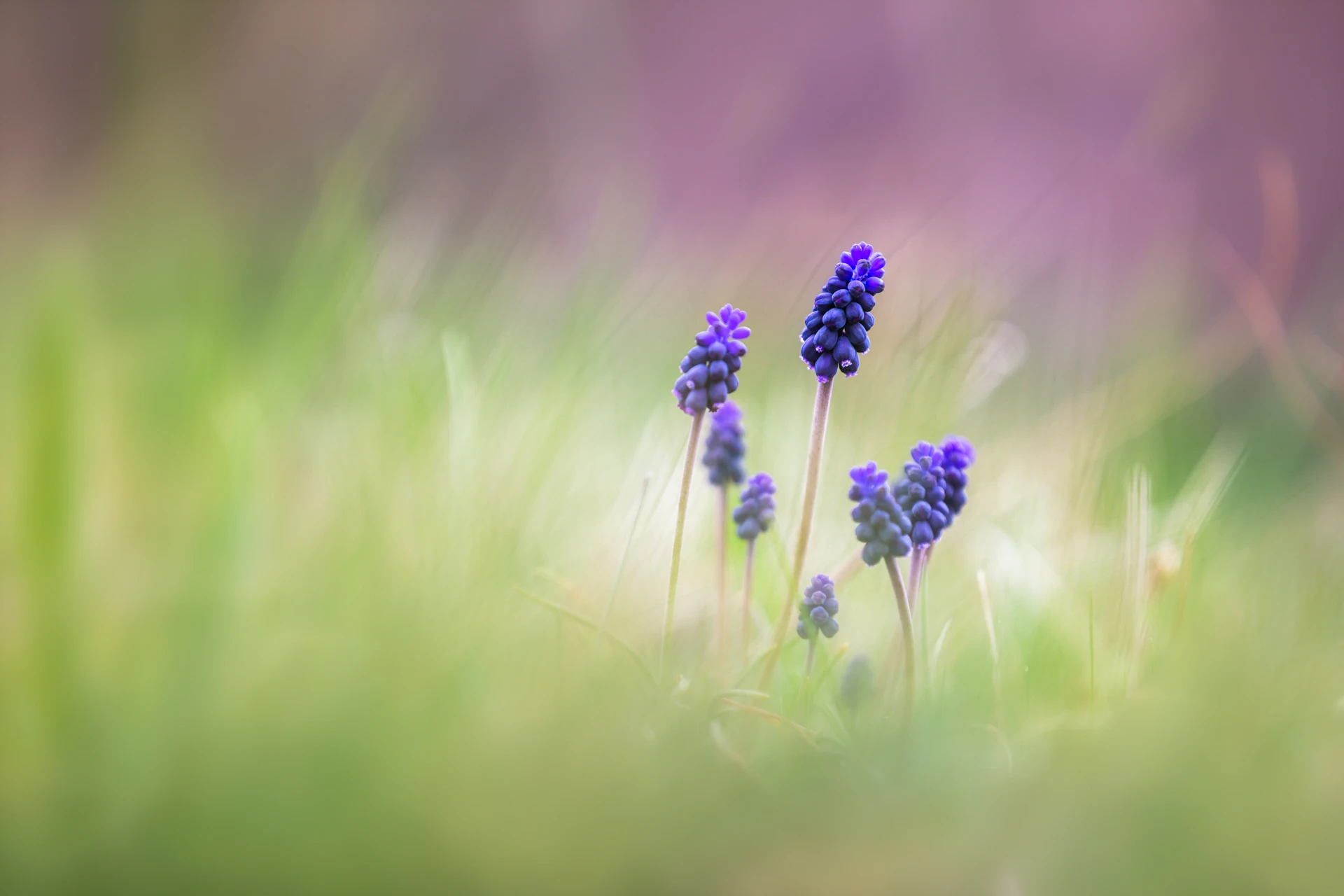 Connois_Emilie_Macro_Muscari_1920px