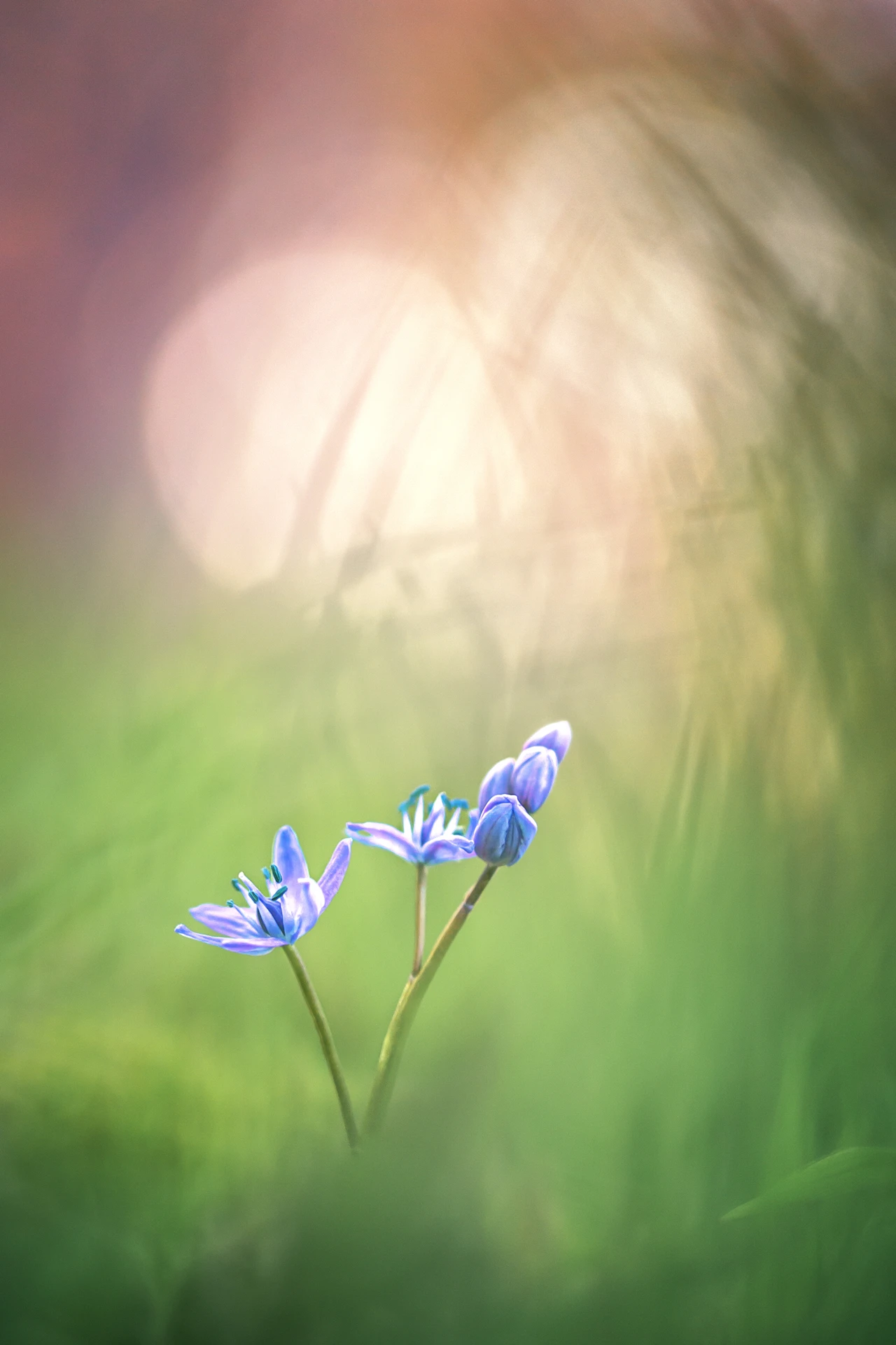 Connois_Emilie_Macro_Scille2Feuilles_1920px