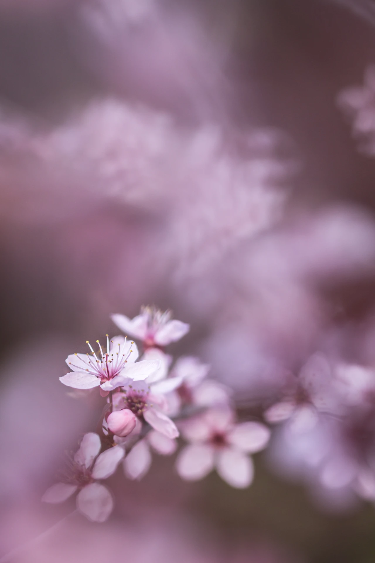 Connois_Emilie_Maro_Prunus2_1920px