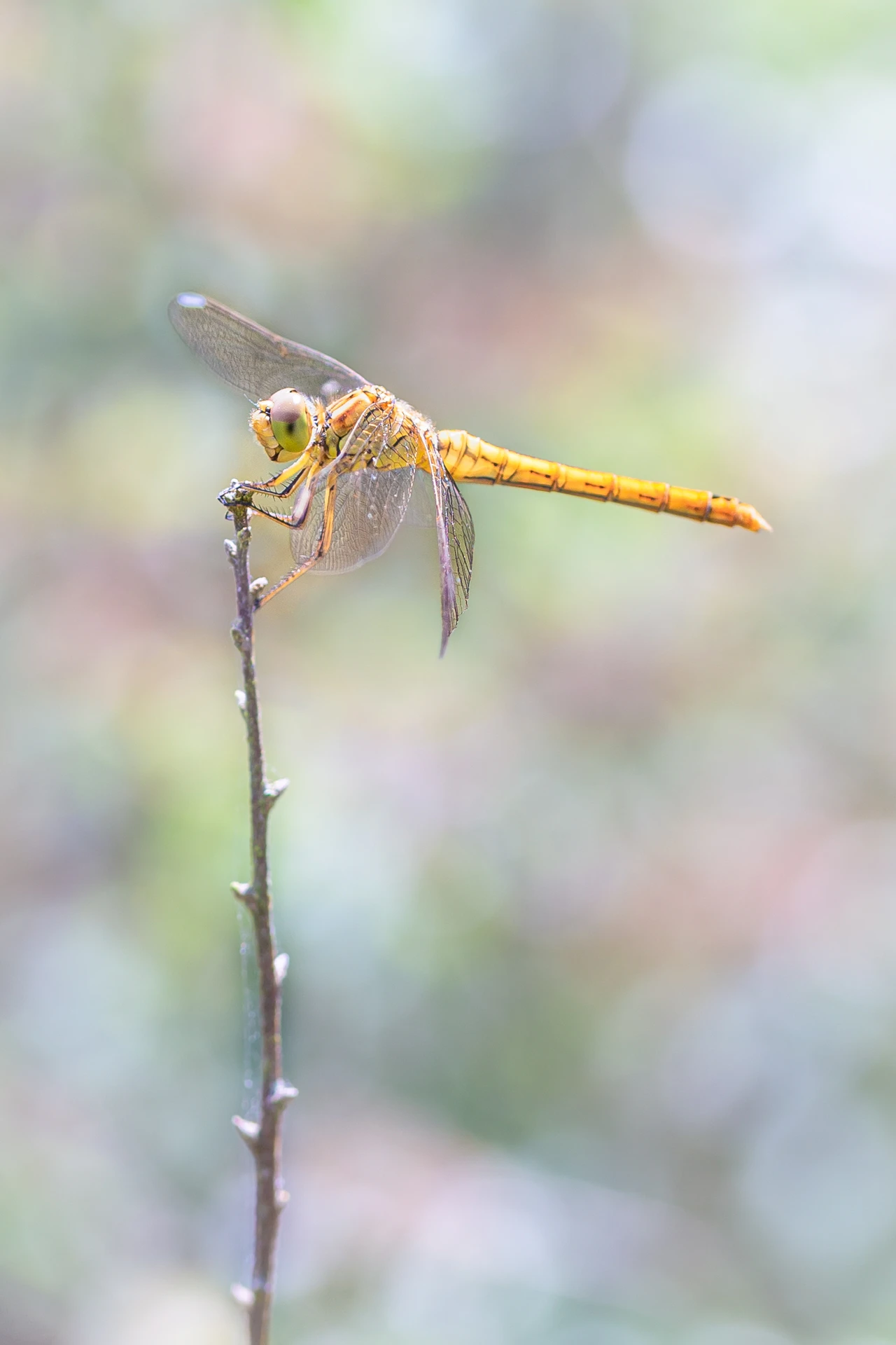 Connois_Emilie_SympetrumOr_1920px