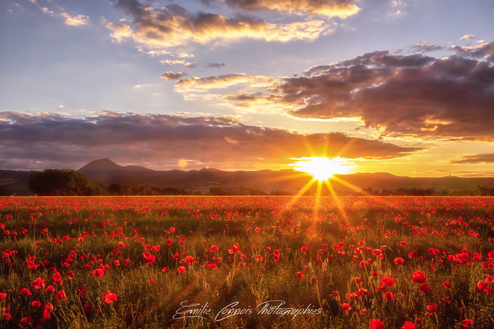 Coquelico-3-2-IMG_9021-Modifier_1920px