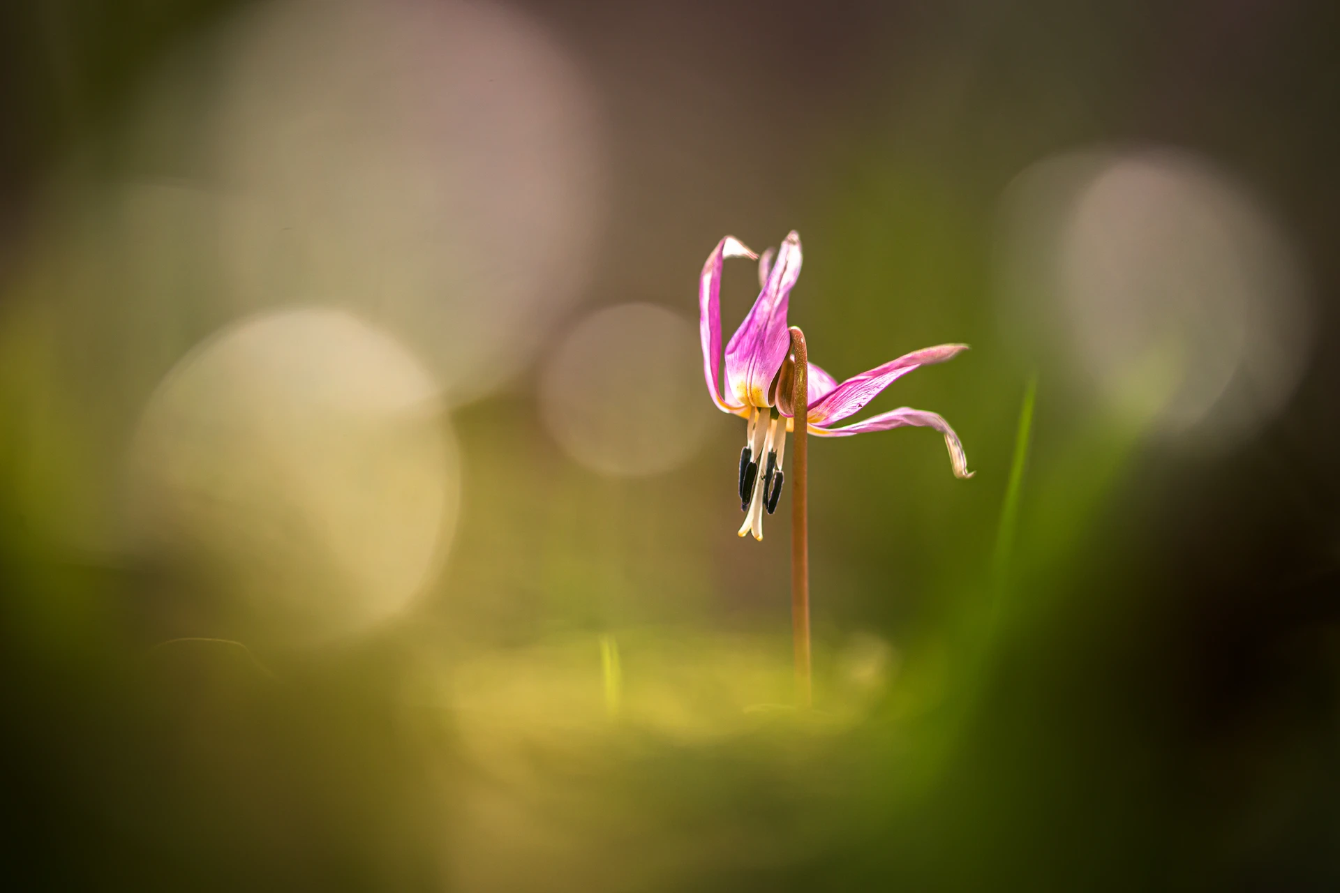 IMG_9946-Modifier_1920px