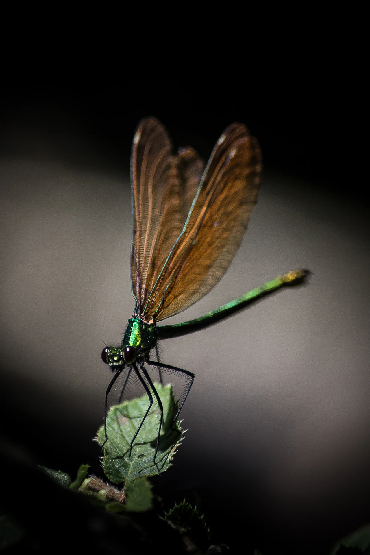 Lili la libellule_1920px